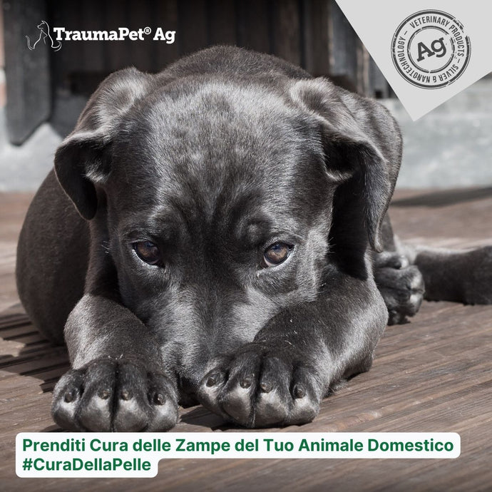 Cura delle Zampe con la Crema TraumaPet Cremor Ag